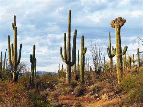 Sahara Desert Cactus Flower