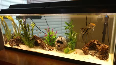 Finished setting up my new 55 gallon! : r/Aquariums