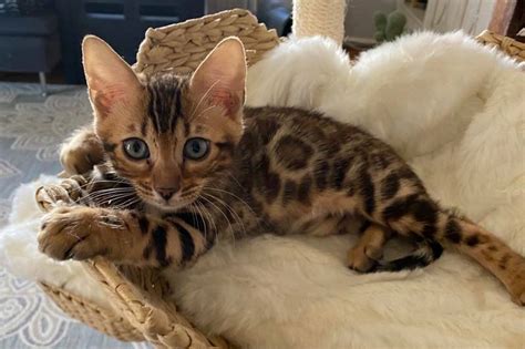 Bengal kittens Boston, MA | Are Bengal cats hypoallergenic?