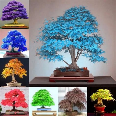 20pcs Rare Purple Blue Ghost Japanese Maple Tree Bonsai Flower Plant ...