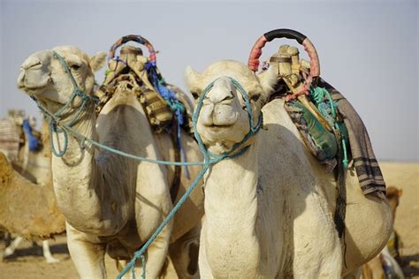 Camels Sahara Desert - Free photo on Pixabay - Pixabay