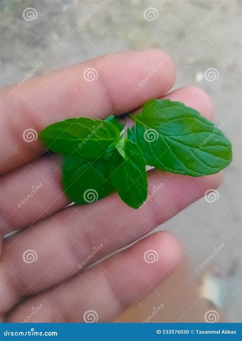 Mint Plant in the Field Hara Podina Pudina Plant Stock Photo - Image of ...