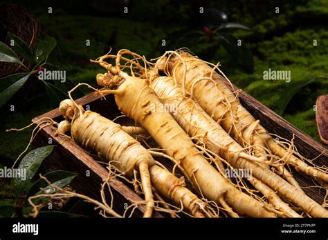 Fresh ginseng root, the amazing health benefits of ginseng you need to ...