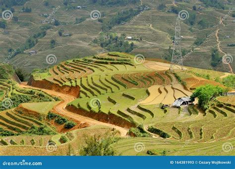 Vietnam, Sapa, Rice Terraces of Sapa Vietnam Stock Image - Image of ...