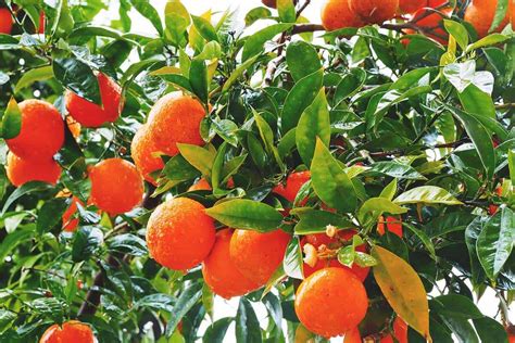 Growing Orange Tree: Best Varieties, Planting Guides, Care, Problems ...