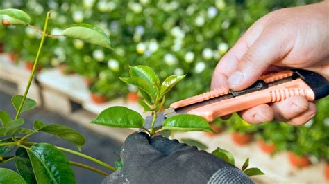 Propagating Plants from Cuttings | Indoor Gardening