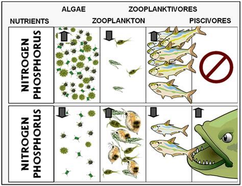 Trophic cascade - Alchetron, The Free Social Encyclopedia