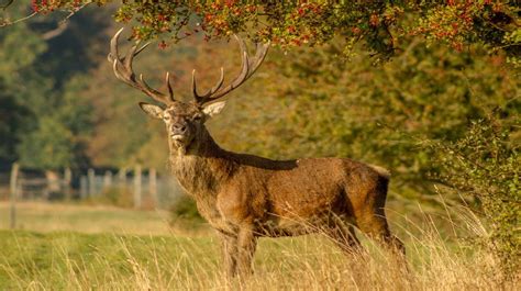 Deer Hunting for Beginners | A Brief Introduction to Deer Hunting