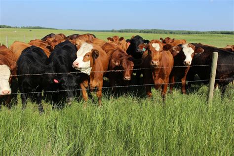 Herd Of Cows Pasture Fence Free Stock Photo - Public Domain Pictures