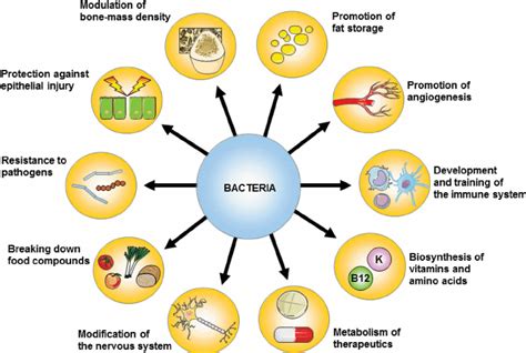 Main functions of bacteria in the gut. Bacteria benefit the host in ...