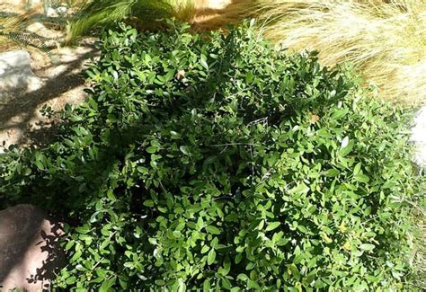 7 Texas Evergreen Shrubs Perfect for Your North Texas Landscape