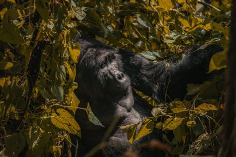 Gorilla Trekking Uganda - Everything You Need To Know