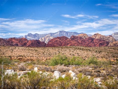 Plants of Mojave Desert Stock Photo | Adobe Stock