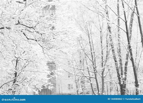 Close Up.City Winter Landscape. the Hoar-frost Trees Stock Photo ...