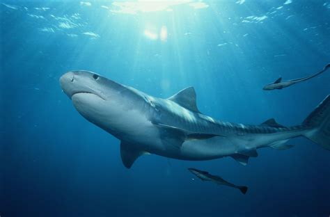 Are Tiger Sharks Dangerous? Plus, More Tiger Shark Facts