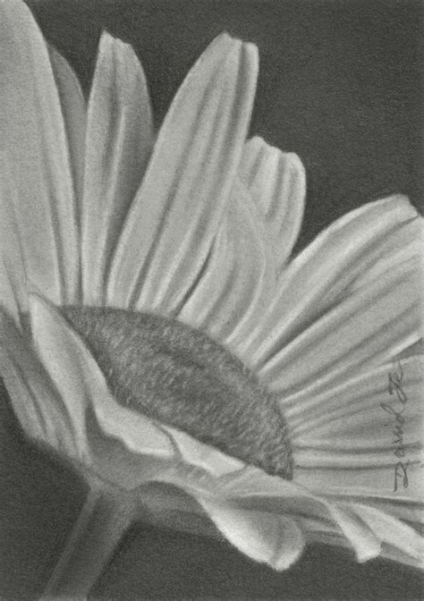 Pencil Drawings by David Te: ACEO Flower No. 10: Daisy No. 2