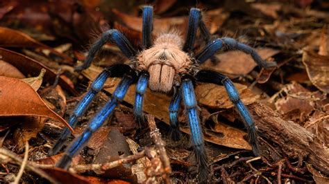 Malaysian Tarantula