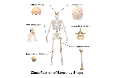 Bentuk Bentuk Tulang Pada Manusia