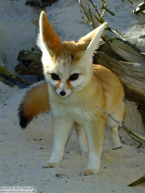 Fun Facts About Cute Animals – Fennec Fox | Explore | Awesome ...