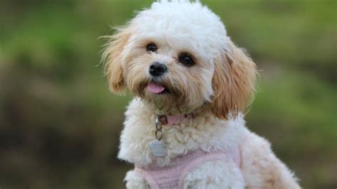 Maltese Poodle Mix – The Ultimate Guide to the Mighty Maltipoo | All ...