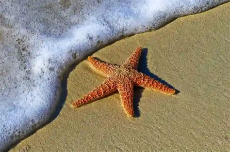 5 Beach Animals You Can Find on and in Beach Sand - Mysterioustrip