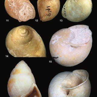 (PDF) New fossil pulmonate snails from the Paleocene of Itaboraí Basin ...