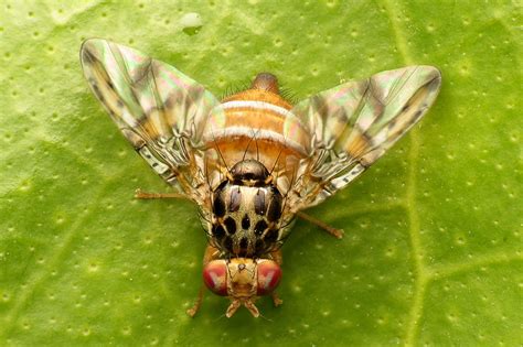 Fruit Flies - Prevention and Control