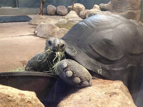 Aldabra Tortoise - ZooChat