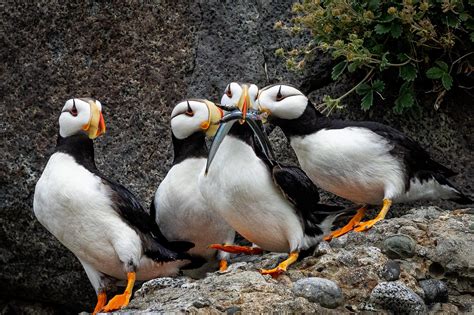 Alaska Maritime National Wildlife Refuge, Alaska | Travel Alaska