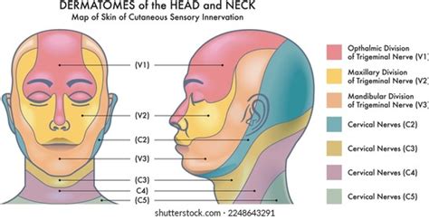 Dermatomes Face