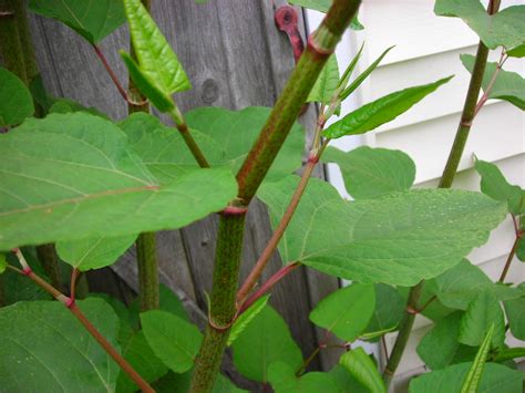 Japanese Knotweed Identification - Tree Heritage