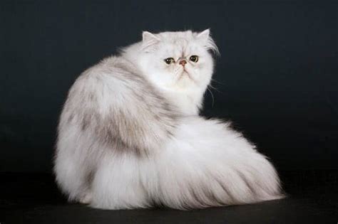 Persian Cat Breed Profile | Cat-World