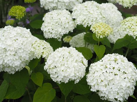 How To Keep White Hydrangeas White