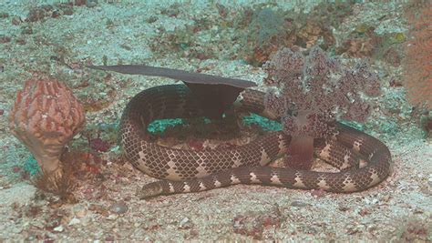 Video surveys show sea snake species hiding in the deep at Ashmore Reef ...