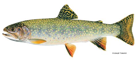 Brook Trout | Vermont Fish & Wildlife Department