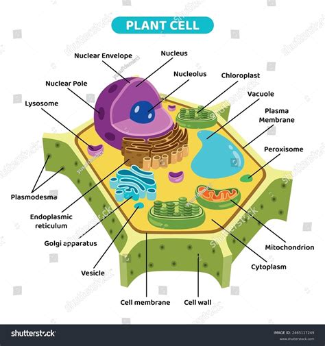 Structure Plant Cell Stock Vector (Royalty Free) 2465117249 | Shutterstock