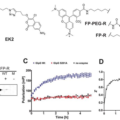 Development of a rhomboid FluoPol ABPP assay. (A) Chemical structures ...