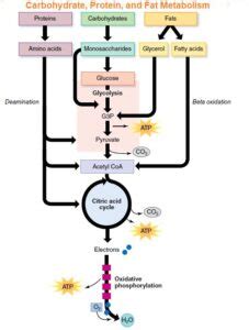 Different types of Pathways for ATP Production - Microbiology Notes