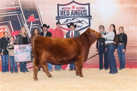 Western National Red Angus Show - Western States Red Angus Association ...