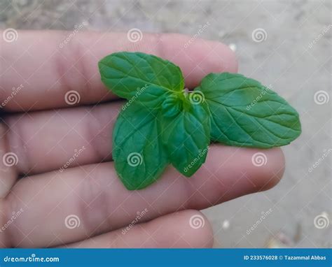 Mint Plant in the Field Hara Podina Pudina Plant Stock Photo - Image of ...