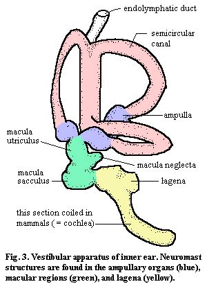 Macula Ear