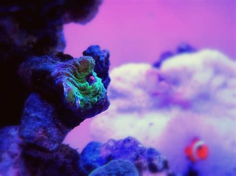 tank - Community Photos - Nano-Reef Community