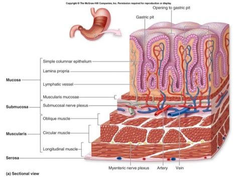 Histology of Digestive system