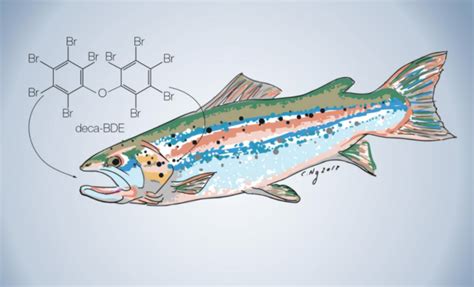 Study: Farmed fish can contain pollutants transferred from feed ...