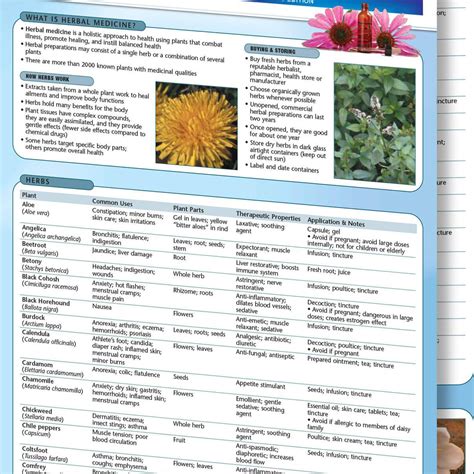 Herbal Medicine Chart (Doublesided, 8.5" x 11") – Eastern Currents