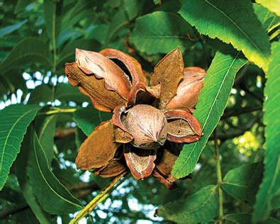 Nut Tree, Hardy Pecan - De Groot, Inc. - Perennials, Daylilies, Fruits ...