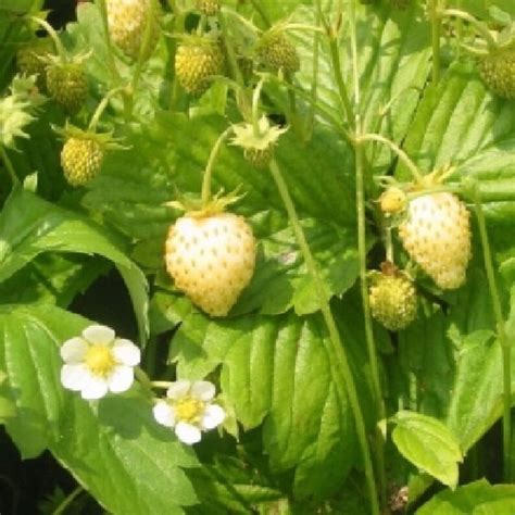 Yellow Wonder Strawberry Seeds Wild Forest Strawberry Seeds | Etsy