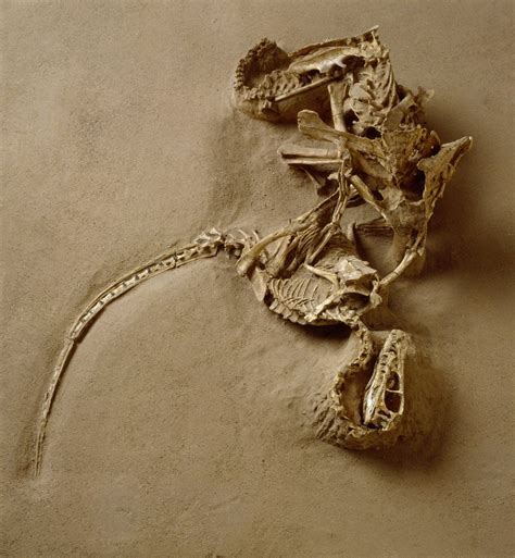 Fossil of Velociraptor Attack posters & prints by Corbis