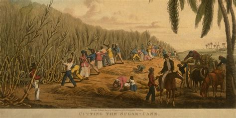 African Slaves In The Caribbean – Telegraph