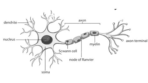 Neuron Anatomy Diagram